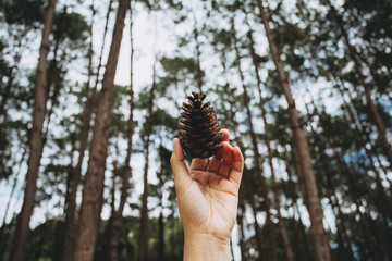 Woman hand holding pine cone with nature background, travel concept