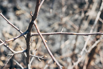 Bare tree branch closeup against a blurred background from other branches on a sunny spring day. Selective focus