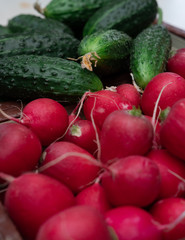 Lots of green cucumbers and red fresh radishes, spring vegetables, vegetables on the table, cucumbers and radishes