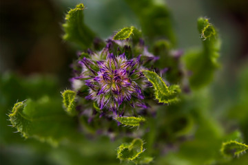 Very small lilac flowers. Macro photo. Blooming weed in the spring. Green grass and green leaves of a plant close-up. Beauty in detail