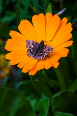 
Butterfly on a yellow flower. Macro photo. Yellow spring flower macro texture. Motley butterfly close-up. Background of green leaves around a yellow flower.