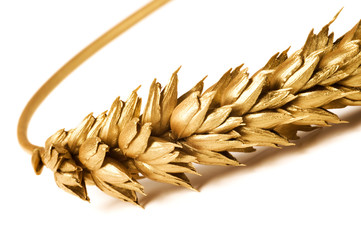 Golden wheat on white background. Close up of ripe ears of wheat plant