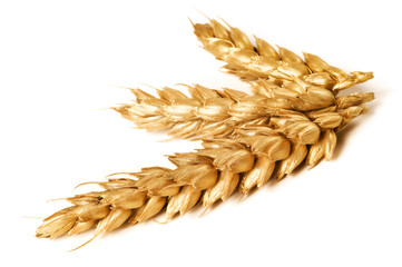 Golden wheat on white background. Close up of ripe ears of wheat plant