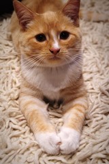 Fototapeta na wymiar Portrait Of Cat Resting On Rug