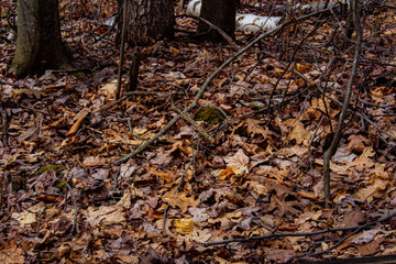 Amongst the Forest Floor