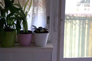 Fototapeta na wymiar House plants on a window sill. Selective focus.