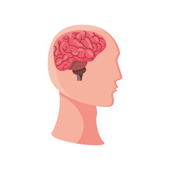 brain in human head on white background