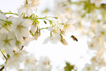 Bee with Blossoms in the Sunlight