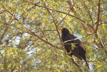 male blackbird with completely black plumage on which stand out the beak and the contour of the eyes which are, instead, orange