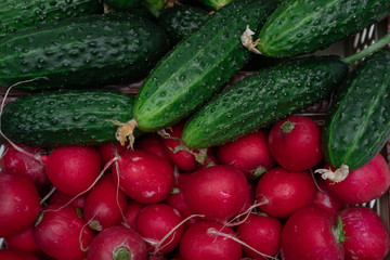 Lots of green cucumbers and red fresh radishes, spring vegetables, vegetables on the table, cucumbers and radishes