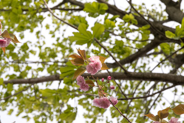 公園の八重桜　千葉県習志野市　日本