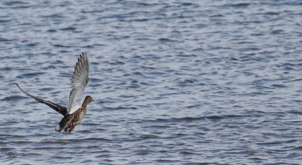 Mallard duck in flight above river background, Anas Platyrhynchos