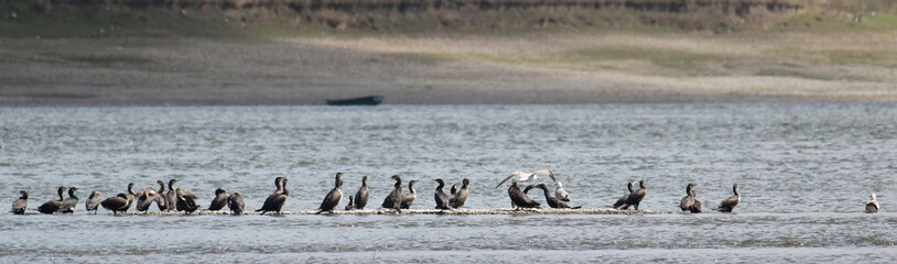 Fototapeta premium Flock cormorants and gray heron on river background