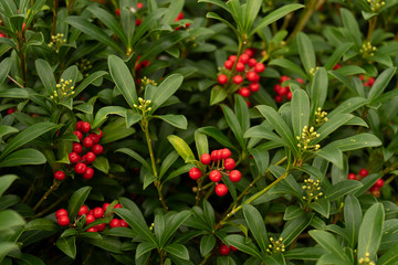 beautiful colorful flowering plants like red white purple pink green and yellow in spring