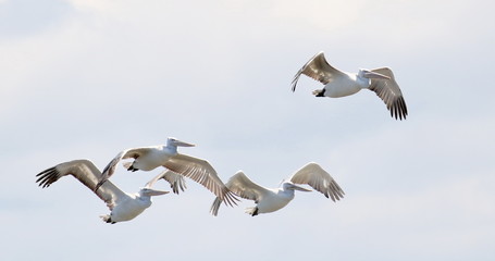 Dalmatian pelican in flight,  Pelecanus crispus