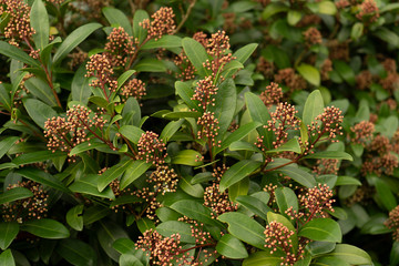 beautiful colorful flowering plants like red white purple pink green and yellow in spring