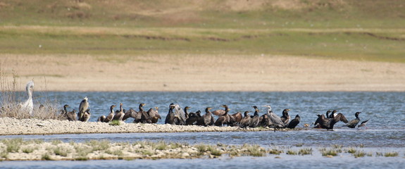Flock cormorants, gray heron and dalmatian pelican on river background