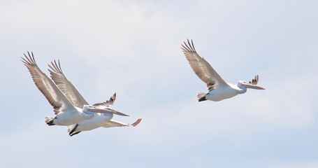 Fototapeta na wymiar Dalmatian pelican in flight, Pelecanus crispus