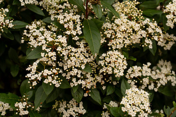 beautiful colorful flowering plants like red white purple pink green and yellow in spring