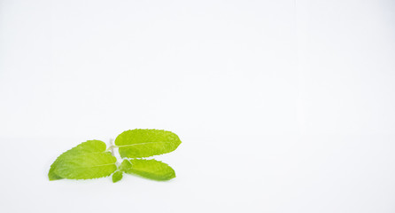 mint leaves against a white background