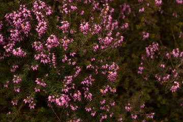 beautiful colorful flowering plants like red white purple pink green and yellow in spring