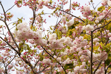 公園の八重桜　千葉県習志野市　日本