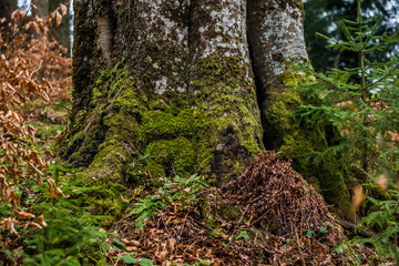 
wild forest of moss and moss, in detail a lot of greenery