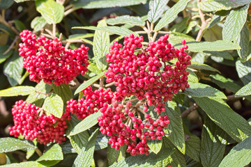Red berries on a Cotoneaster bush.
