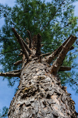 beautiful green tree with pink cherry blossoms