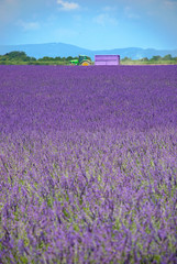 Plakat Lavendelfeld mit Traktor