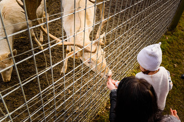 Two year old girl mother in farmland feeding white deer.