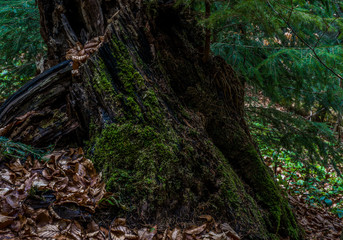 
wild forest of moss and moss, in detail a lot of greenery