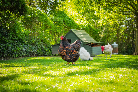 Shallow, ground level view of an adult Wyandotte hen having left the distant chicken house after laying her egg. Seen with a small, free range flock kept for there eggs in a garden.