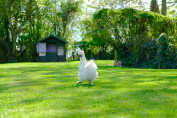 Adult silkie hen seen about to run to a distant chicken house, ready to lay her free range egg. One of a number of free range chickens in a large, private garden. © Nick Beer