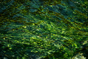 green seaweed underwater background from above. Algae in ocean water. Background and surface texture.