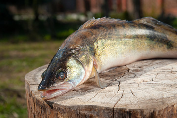 Pike lies on a log, close-up of head with open mouth on the street