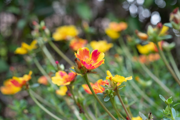 Fototapeta premium Beautiful, blooming madam awakening (Portulaca) in a flowerpot 