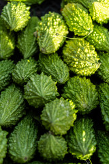 delicious green Turkish vegetable product