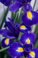 blue iris of spring at garden