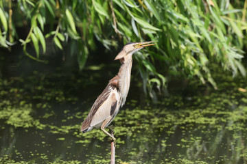 A female little bittern sits on the branch on water