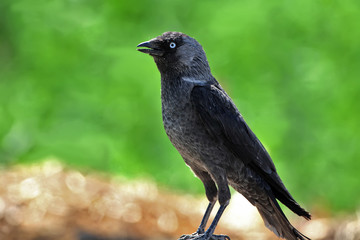 The western jackdaw (Coloeus monedula) sits on the ground on blurred green background