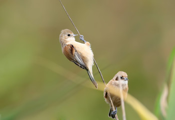 Young pendulin tits hang on a thin branch of reeds on a blurred beige background