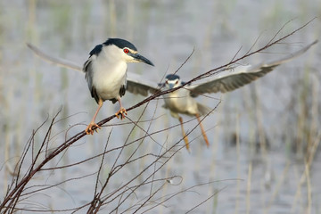 The night heron sits on a thin branch, and behind it another bird flies up. Funny plot of the life...