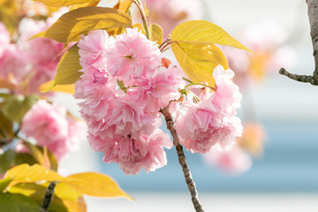 公園の八重桜　千葉県習志野市　日本