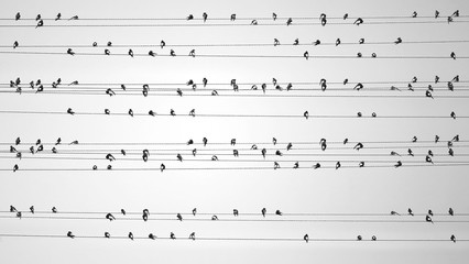 A large flock of swallows sits on wires against the sky. Black and white photo with high contrast and unusual angle