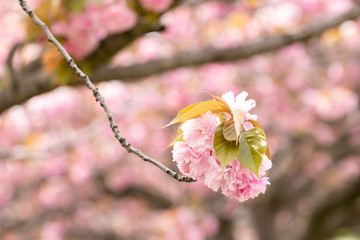 公園の八重桜　千葉県習志野市　日本