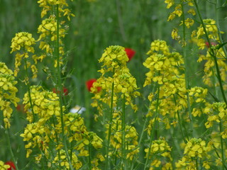 Obraz premium Flowers in Spring