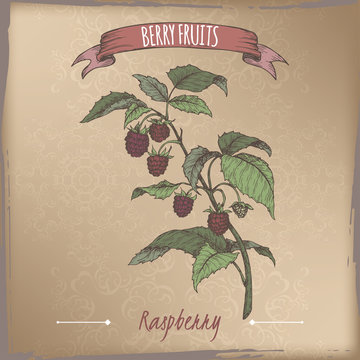 Red raspberry aka Rubus idaeus branch color sketch on vintage background. Berry fruits series.