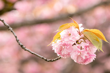 公園の八重桜　千葉県習志野市　日本