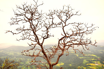 autumn tree at the top of the mountain